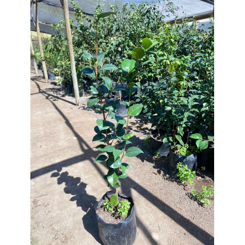 Camelia