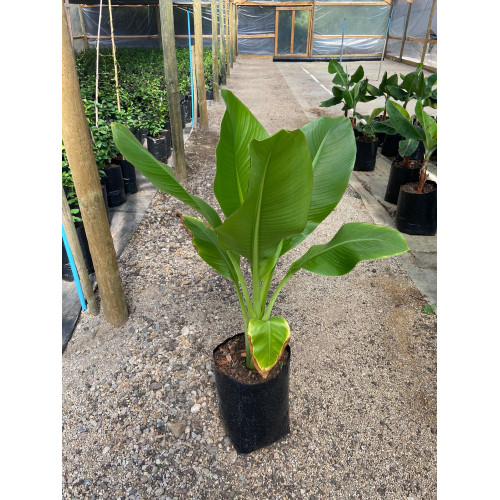 Musa