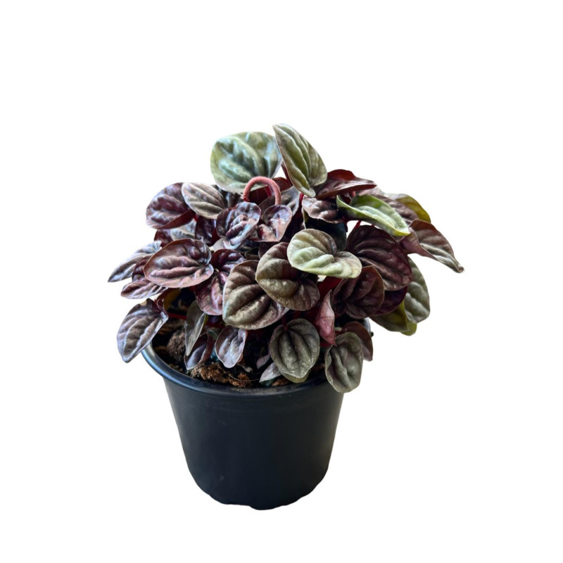 Peperomia Schumi Red