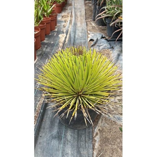 Agave stricta / Rabo de león