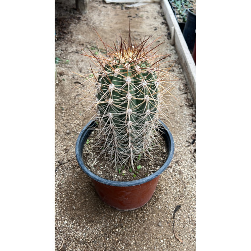 Echinopsis atacamensis / Cardón de la puna