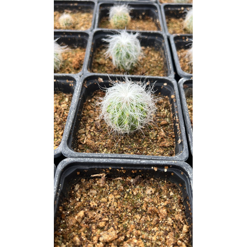 Cephalocereus senilis / Cactus viejito