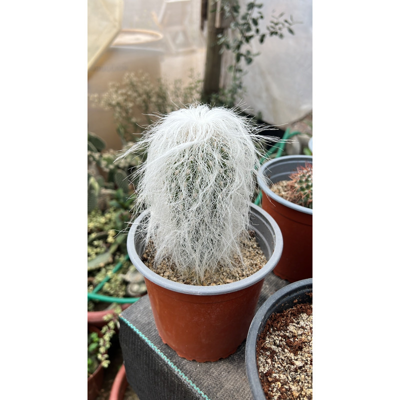 Cephalocereus senilis / Cactus viejito
