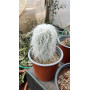 Cephalocereus senilis / Cactus viejito