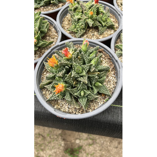Faucaria tuberculosa