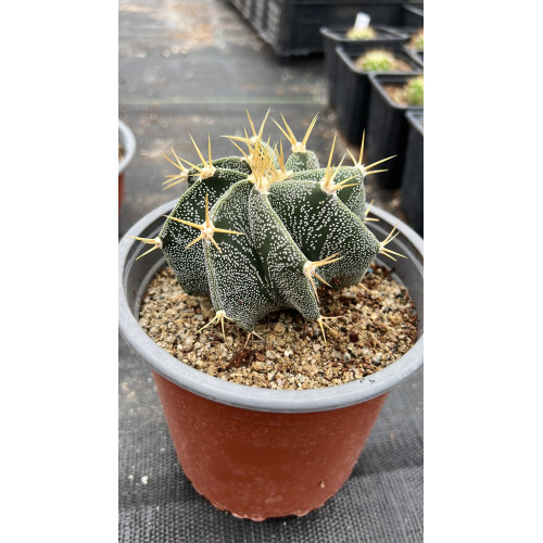 Astrophytum Ornatum
