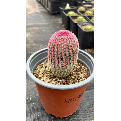 Echinocereus Rubispinus