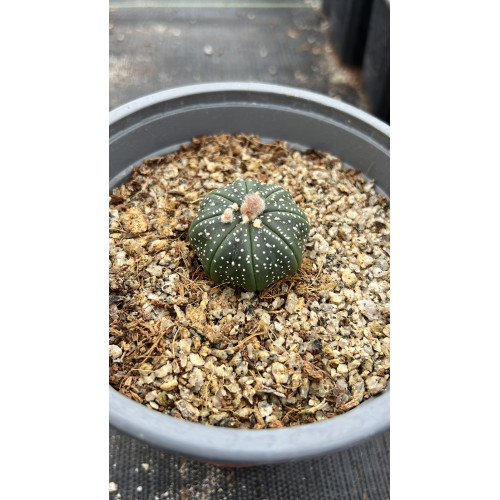 Astrophytum Asterias