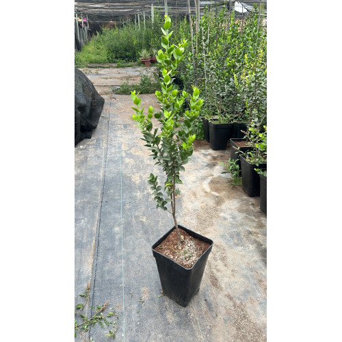 Quillaja saponaria / Quillay