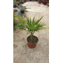 Trachycarpus fortunei / Palmera china
