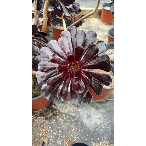 Aeonium Morado