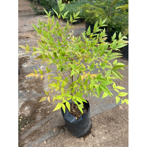 Nandina