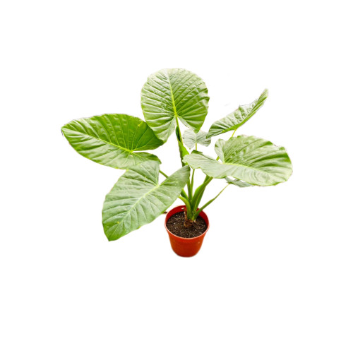 Alocasia Macrorrhiza  "Manto De Eva"