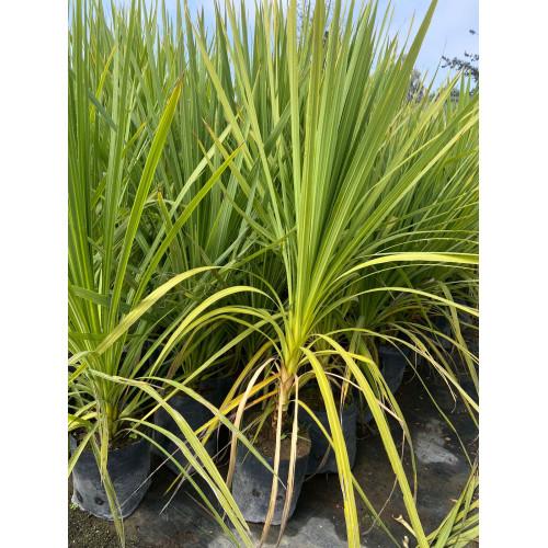 Dracaena / Dracena