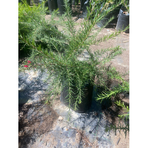 Gravellea Arbustiva