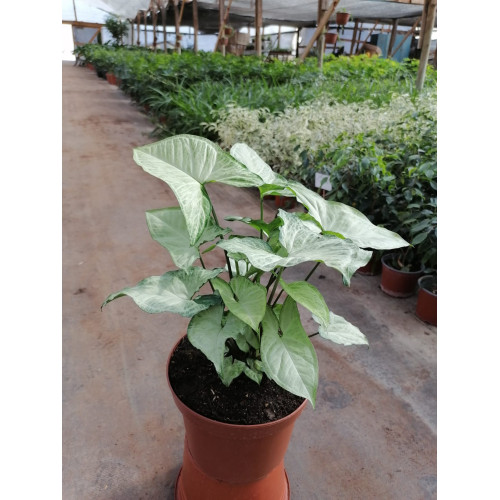 Syngonium Plateado