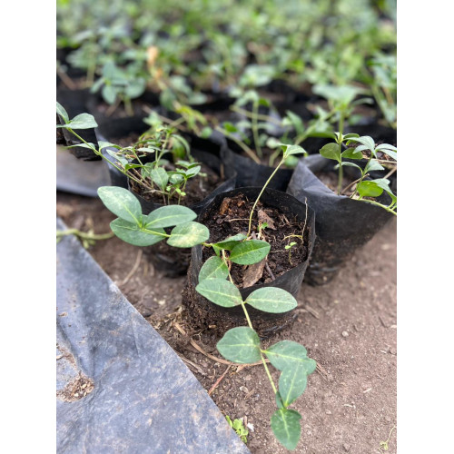 Packs de Vinca Minor