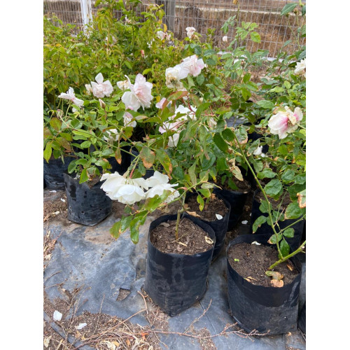 Rosa Floribunda Iceberg