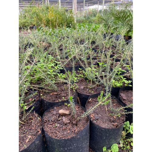 Filica / Philica