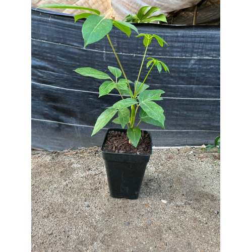 Schefflera Actinofilia / Actinophylla