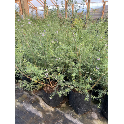 Veronica Westringia
