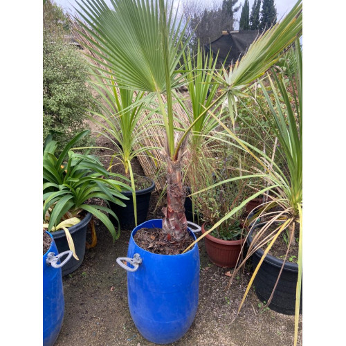 Palmera Abanico / Washintongia robusta