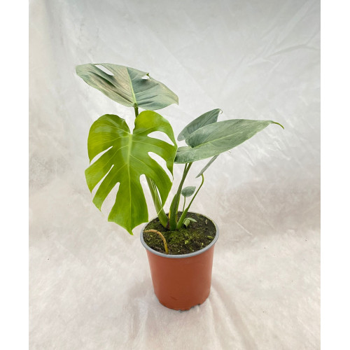 Monstera Deliciosa