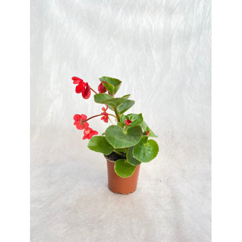 Begonia Dragon