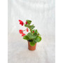 Begonia Dragon