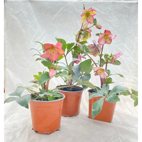 Helleborus