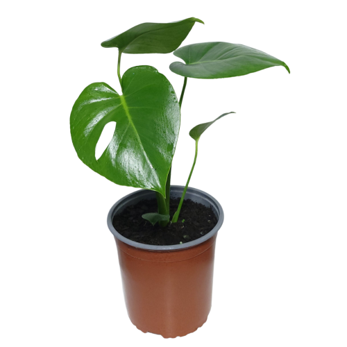 Monstera Deliciosa
