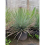 Agave Stricta