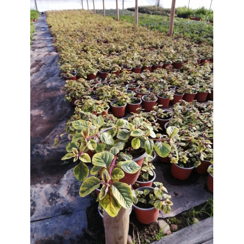 Dólar Variegado