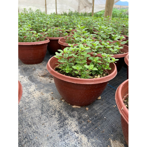 Menta Grande