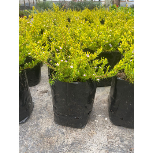 Diosma