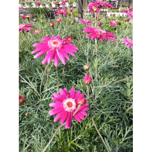 Argyranthemum