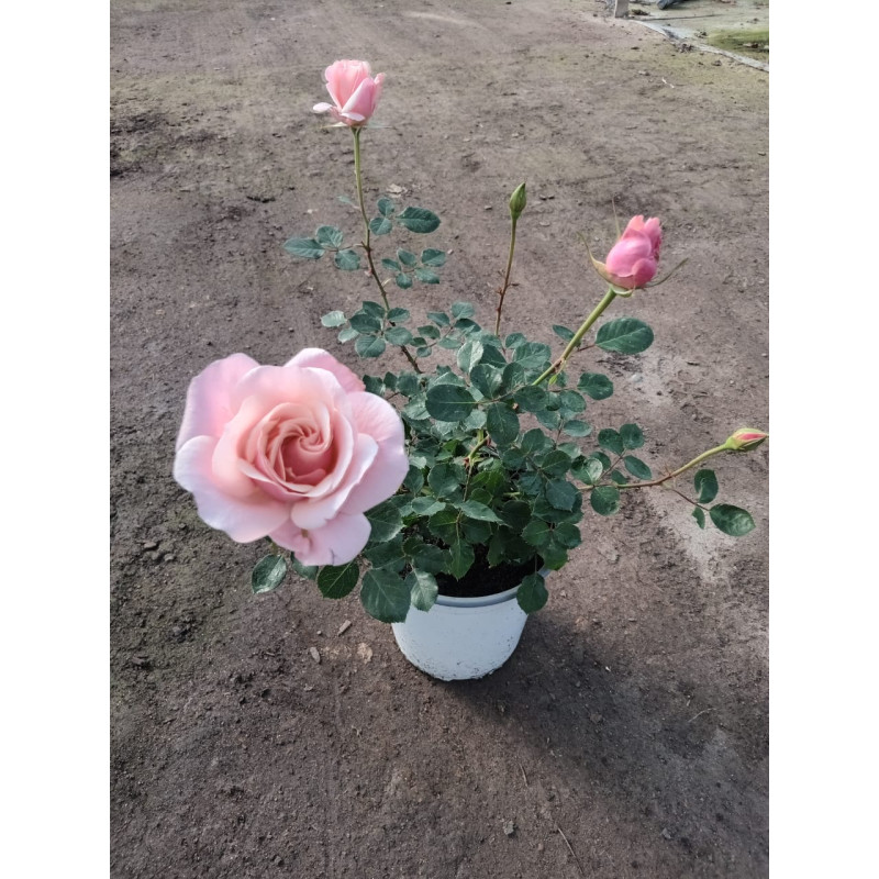 Rosa San Valentin