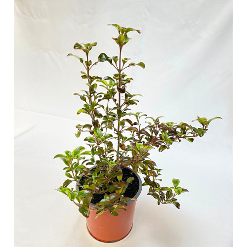 Coprosma mirror