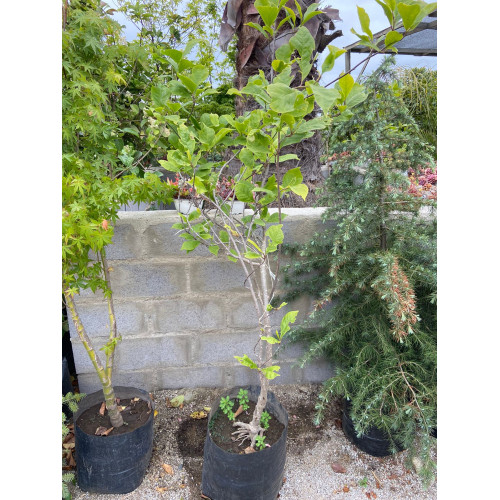 Magnolio