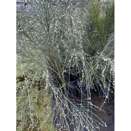 Retamo — retamo planta resistente flores amarillas comprar chile