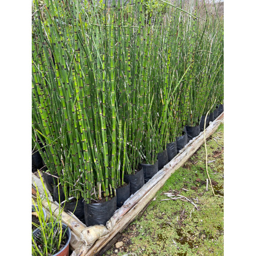 Equisetum