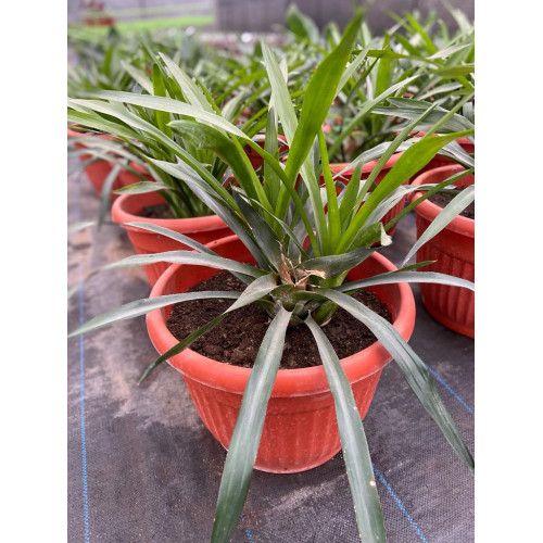 Bromelia