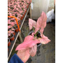 Syngonium Pink Perfection