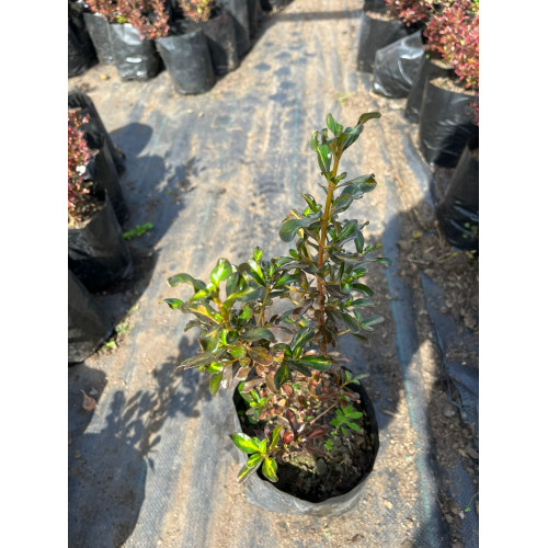 Coprosma Chocolate