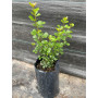 Rhus Crenata / Rush Crenata