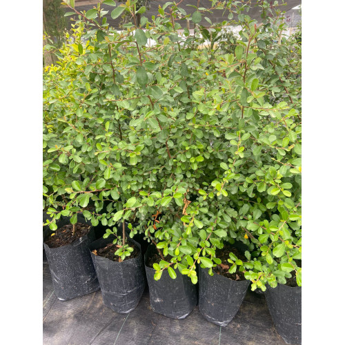Crateus / Crategus