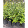 Crateus / Crategus