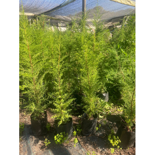 Pino Ciprés Macrocarpa