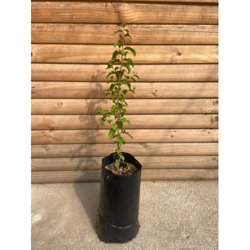 Molle / Schinus Latifolius