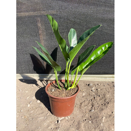 Philodendron longifolio